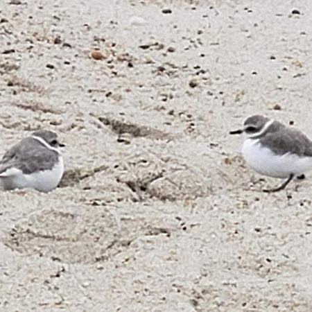 Carmel-by-the-Sea Sandpiper Inn מראה חיצוני תמונה